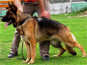 2007 Balkan Şampiyonası 20 May 2007