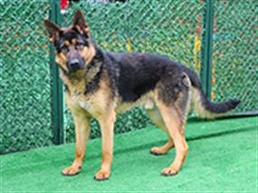Alman Çoban Köpeği Raki, pansiyon misafirimiz
