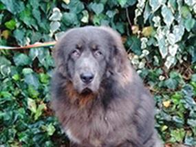 Tibet Mastiff'i Duman çiftliğimizi çok seviyor