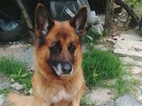 Haziran ayı pansiyonerimiz Zagor