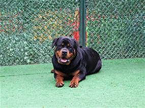 Rottweiler Ares, Petworld pansiyonumuzda çok mutlu