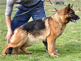 Mart 2007 Bulgaristan Trakya Şampiyonası 20 Mar 2007