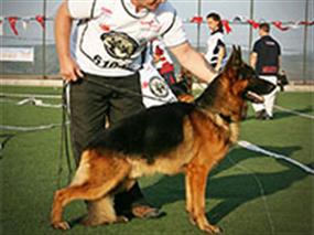 Türkiye Şampiyonası'nın Yıldızı Milton von Petworld 30 Eki 2012