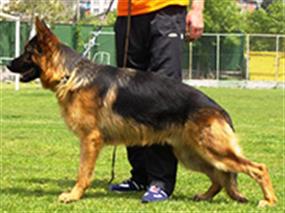 2. Ankara Şampiyonası 18 Haz 2007