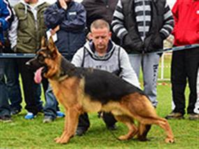 Macaristan Şampiyonası'nda Petworld Rüzgarı 10 Ara 2014
