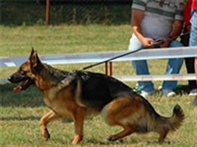 Orta Doğu Şampiyonası'nın En Başarılı Çiftliği Petworld 16 Kas 2012