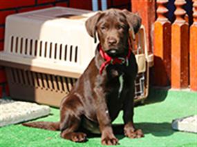 Göktuğ Bey'in Chocolate Labrador'u pansiyonumuzda