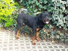 Mengüllüoğlu ailesinin gözbebeği Rottweiler cinsi Brando