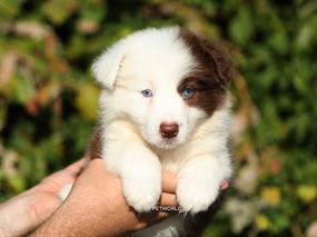 Dünya'nın En Zeki Irkı Olan Border Collie Bebeklerimiz 27 Eyl 2024