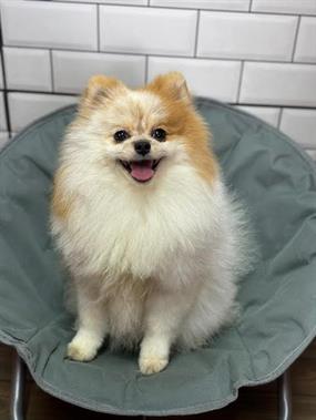 Yeni Misafirimiz Pomeranian Sunny