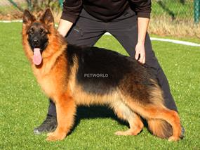 Shatzi von Gobli 2568
