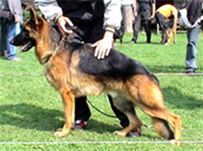 4. Türkiye Şampiyonası 15 Eki 2006