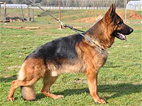 Efsane köpeğimiz Wisky Bursa Şampiyonu oldu 05 Haz 2012