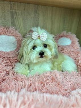 Elit Yavru&Petworld Köpek Otelimizin Daimi Müdavimi Morkie Lola