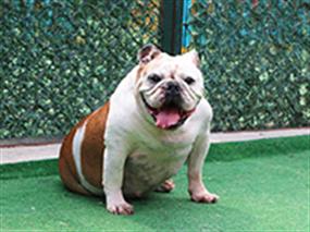 Mutlu pansiyonerimiz İngiliz Bulldog cinsi Lokum