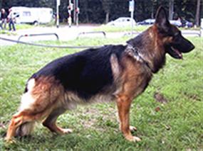 Macar Kulüp Yarışması (Nisan 2005) 16 May 2005