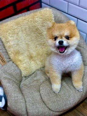 Gülen Surat Shelby Pet Otelimizde Konaklıyor