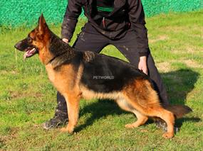 NİKİTA