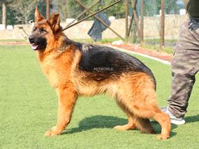 DAİSY 7626