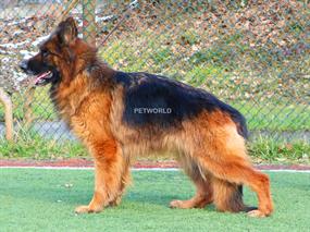 Yolanda von Petworld(0841)