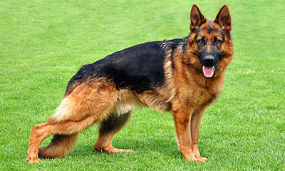 Köpeklerimiz